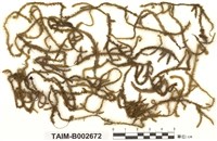 藏品(耳平苔)的圖片